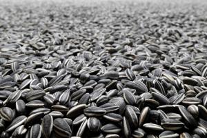 Семечка подсолнечника